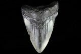 Bargain, Megalodon Tooth - North Carolina #76227-1